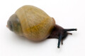 Archachatina marginata icterica Nigeria juvenil